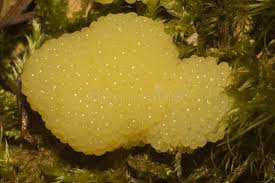 Attēlu rezultāti vaicājumam “Stemonitis fusca plasmodium”