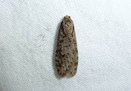 Attēlu rezultāti vaicājumam “Semioscopis avellanella imago”