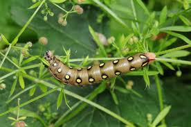 Attēlu rezultāti vaicājumam “Hyles gallii”