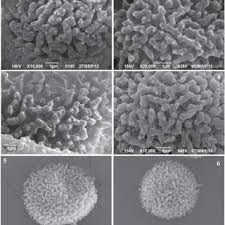 Attēlu rezultāti vaicājumam “Cephalozia loitlesbergeri”