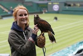 Image result for Wimbledon Hawks