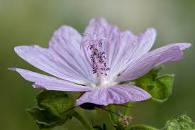 Attēlu rezultāti vaicājumam “Malva moschata flower”