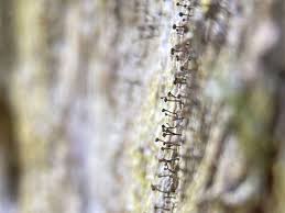 Attēlu rezultāti vaicājumam “Chaenotheca brunneola”