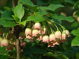 Attēlu rezultāti vaicājumam “Enkianthus chinensis leaf”