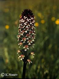 Attēlu rezultāti vaicājumam “Orchis ustulata”