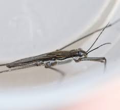 Attēlu rezultāti vaicājumam “Aquarius najas”