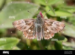 Attēlu rezultāti vaicājumam “Carcharodus floccifera”