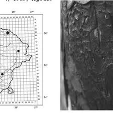 Attēlu rezultāti vaicājumam “Amaurochaete atra spores”