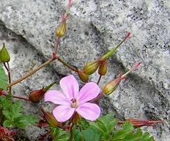 Attēlu rezultāti vaicājumam “Geranium robertianum”