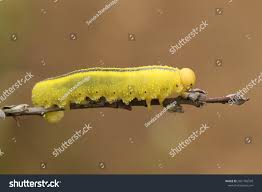 Attēlu rezultāti vaicājumam “Cimbex luteus”