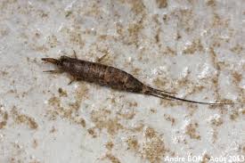 Attēlu rezultāti vaicājumam “Machilidae”