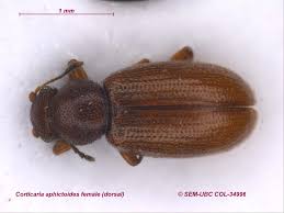 Attēlu rezultāti vaicājumam “Enteridium corticatum”