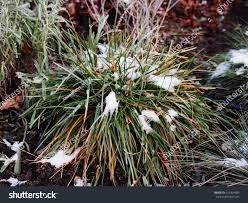 Attēlu rezultāti vaicājumam “Sesleria caerulea flower”