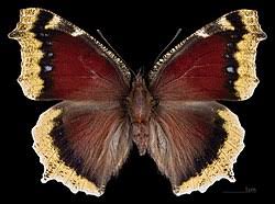 Attēlu rezultāti vaicājumam “Nymphalis antiopa upperside”