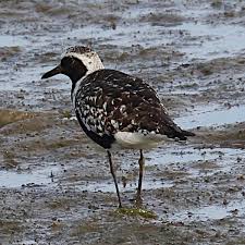 Attēlu rezultāti vaicājumam “Pluvialis squatarola adult”