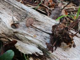 Attēlu rezultāti vaicājumam “Physarum auriscalpium”