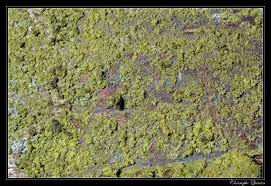 Attēlu rezultāti vaicājumam “Pleurococcus vulgaris”