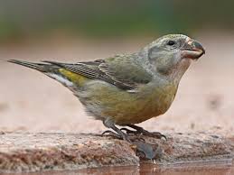 Attēlu rezultāti vaicājumam “Loxia pytyopsittacus male”