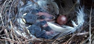 Attēlu rezultāti vaicājumam “Troglodytes troglodytes nest”