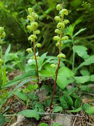 Attēlu rezultāti vaicājumam “Pyrola chlorantha”