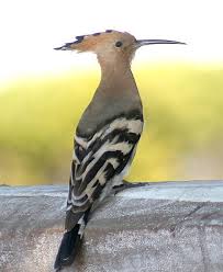 Image result for hoepoe