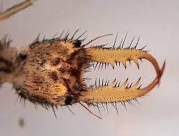 Attēlu rezultāti vaicājumam “Myrmeleontidae larva”