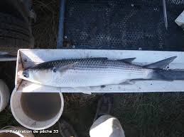 Image result for Chelon ramada