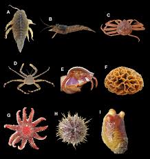 Attēlu rezultāti vaicājumam “Saduria entomon”
