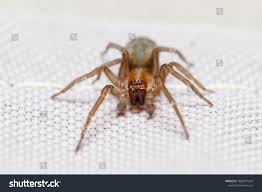 Attēlu rezultāti vaicājumam “Cheiracanthium sp.”