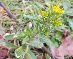 Attēlu rezultāti vaicājumam “Erysimum cheiranthoides leaf”