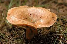 Attēlu rezultāti vaicājumam “Lactarius deterrimus”