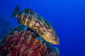 Image result for Epinephelus itajara