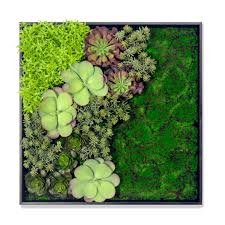 Attēlu rezultāti vaicājumam “Sedum album leaf”