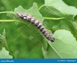 Attēlu rezultāti vaicājumam “Acronicta megacephala”