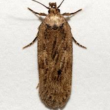 Attēlu rezultāti vaicājumam “Depressaria olerella”