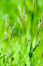 Attēlu rezultāti vaicājumam “Anthoxanthum odoratum flower”