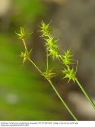 Attēlu rezultāti vaicājumam “Carex echinata”