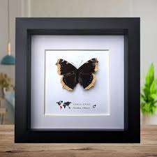 Attēlu rezultāti vaicājumam “Nymphalis antiopa underside”