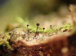 Attēlu rezultāti vaicājumam “Cribraria violacea macro”