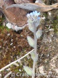 Attēlu rezultāti vaicājumam “Myosotis micrantha”