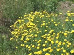 Image result for Chrysanthemum segetum