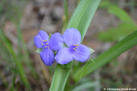 Attēlu rezultāti vaicājumam “Tradescantia virginiana”