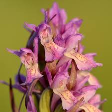Attēlu rezultāti vaicājumam “Dactylorhiza incarnata flower”
