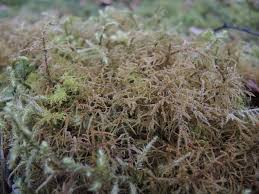 Attēlu rezultāti vaicājumam “Hylocomiastrum umbratum”