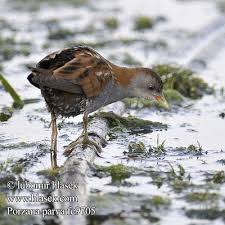 Image result for Porzana parva