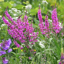 Attēlu rezultāti vaicājumam “Lythrum salicaria leaf”