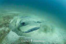 Image result for Styracura pacifica