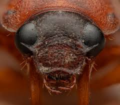 Attēlu rezultāti vaicājumam “Serica brunnea”