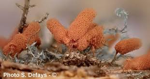 Attēlu rezultāti vaicājumam “Arcyria major”