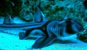 Image result for Heterodontus portusjacksoni